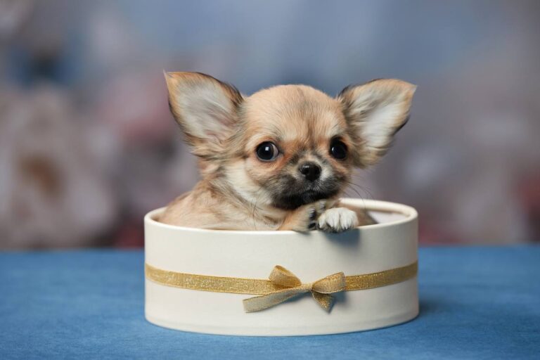 teacup chihuahua puppies for sale
