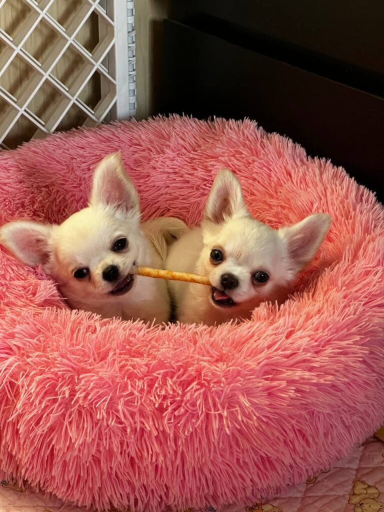 teacup chihuahua puppies for sale