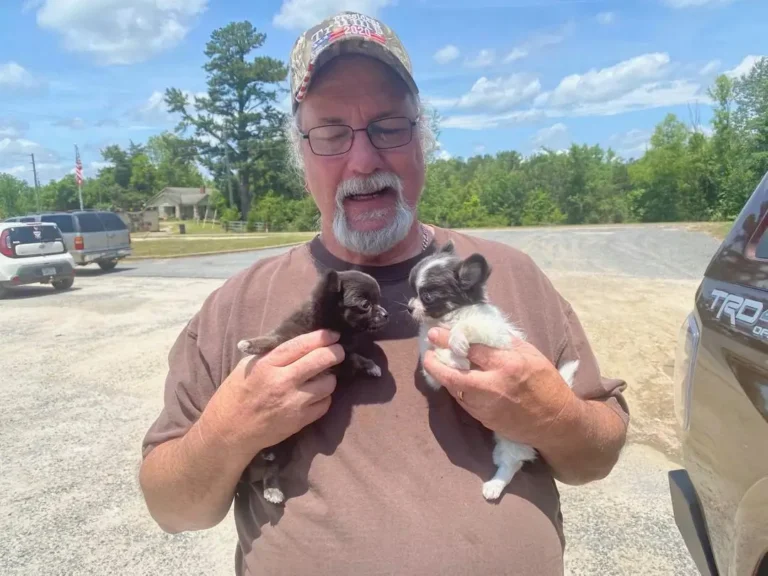 chihuahua-puppies-for-sale-in-texas