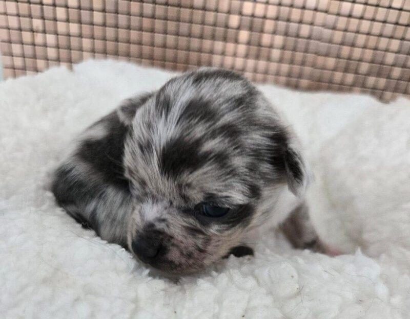 Chihuahua Puppies for sale