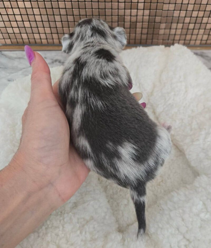 Buck $1200 Chihuahua Puppies for Sale - Image 3