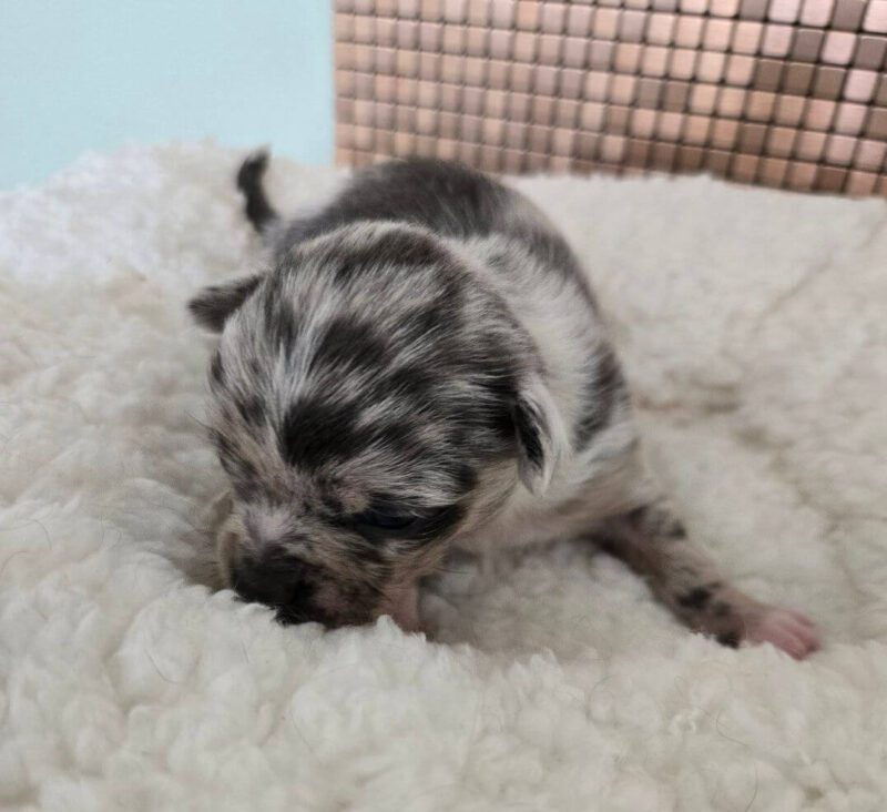Buck $1200 Chihuahua Puppies for Sale - Image 4