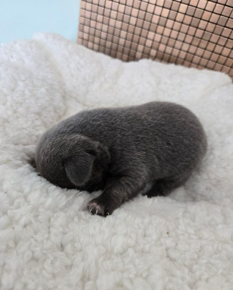 Applehead Chihuahua Puppies for Sale