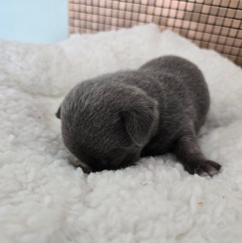 Applehead Chihuahua Puppies for Sale