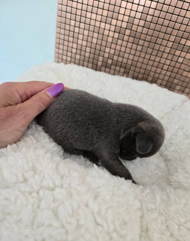 Applehead Chihuahua Puppies for Sale