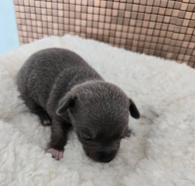 Applehead Chihuahua Puppies for Sale